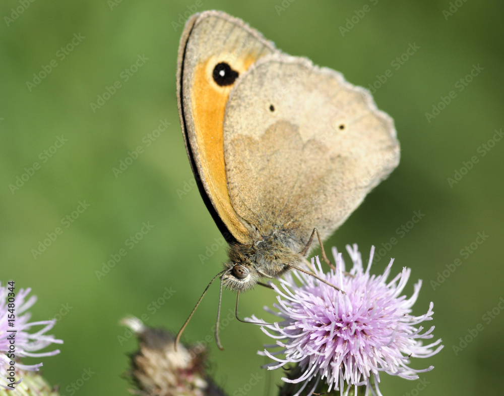 Fototapeta premium butterfly