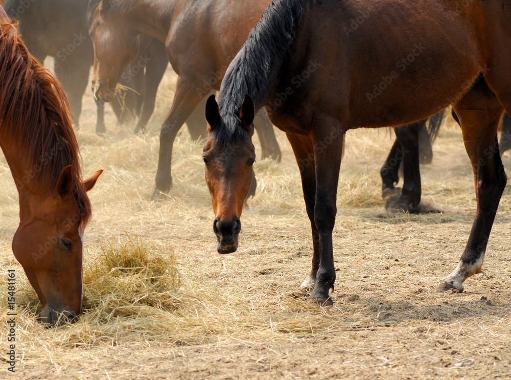 Fototapeta premium horse