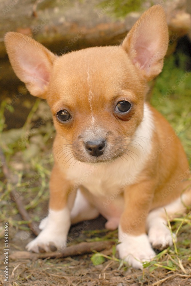 chihuahua chihuahua