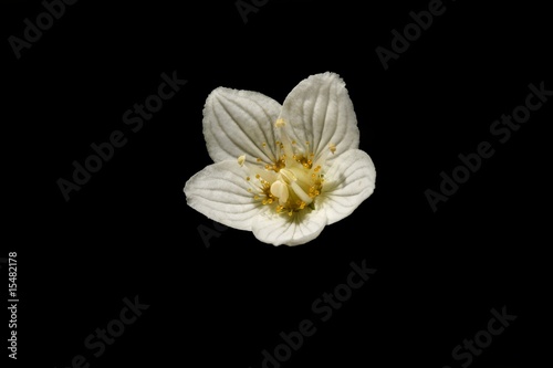 Parnassia