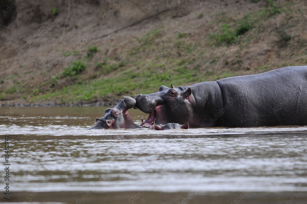 Hippo fighting at Mara river, Masai Mara, Kenya