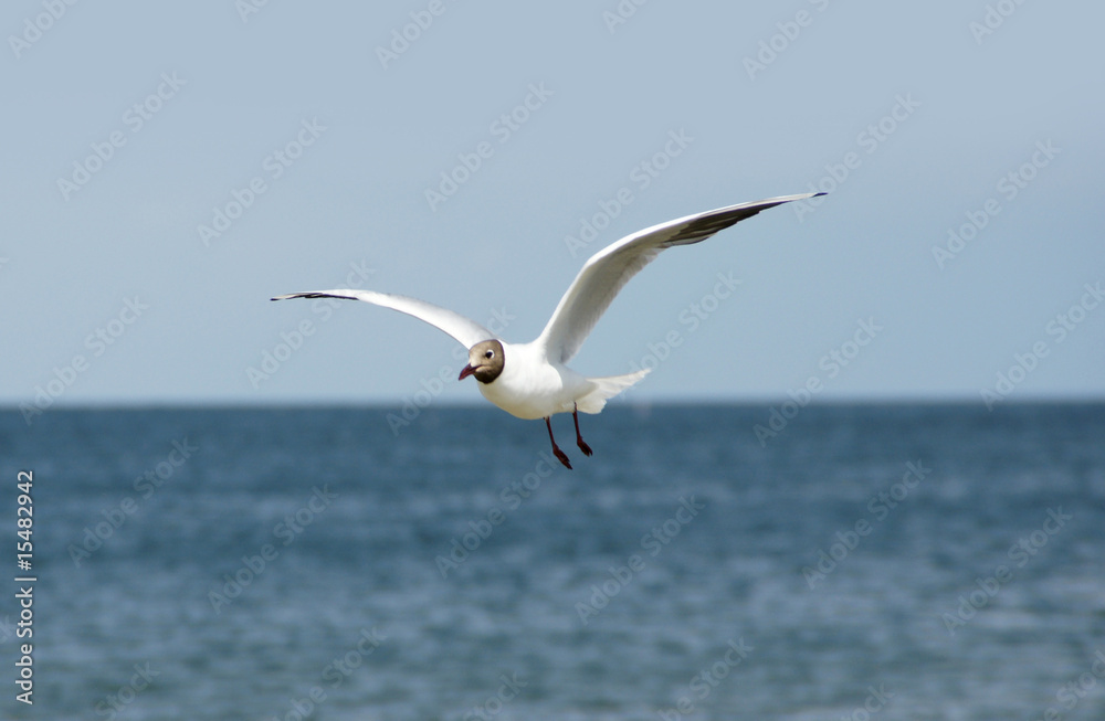 Ostsee Möve Ostsee Möve