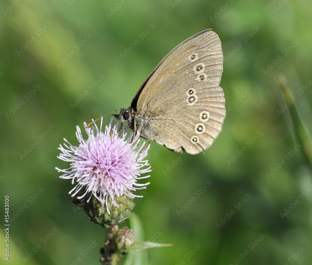 Fototapeta premium butterfly