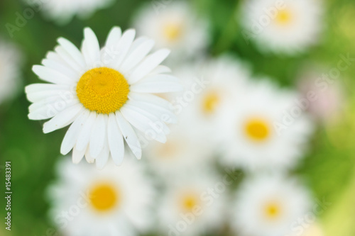 camomile