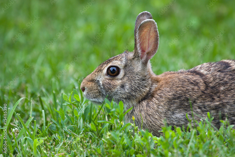 Jack Rabbit in the Grass Jack Rabbit in the Grass