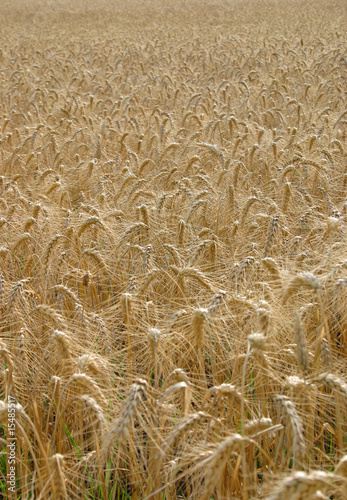 wheat1 photo