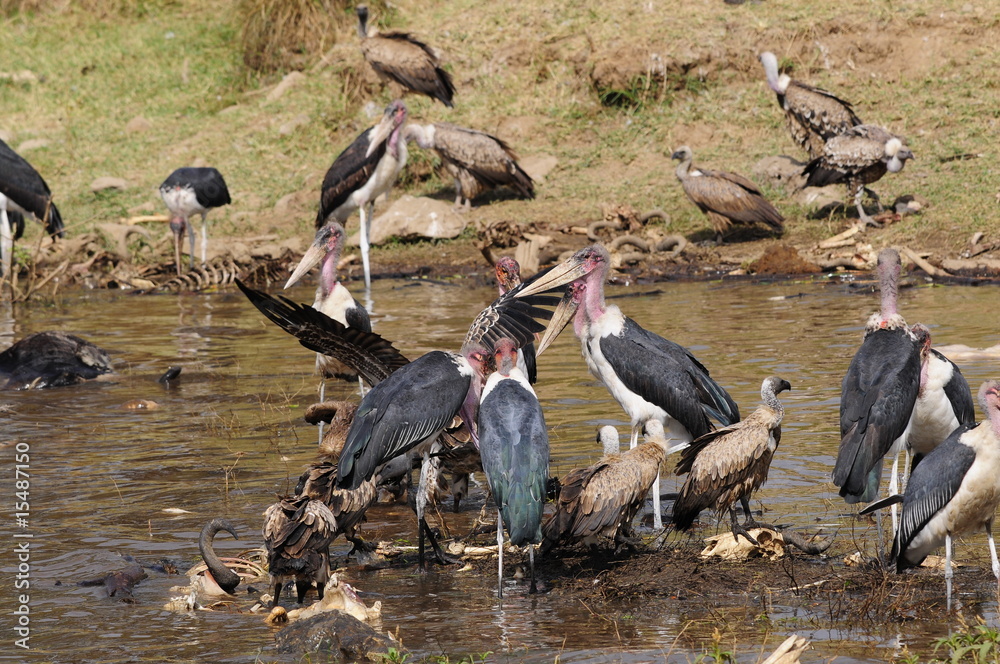 Obraz premium African marabou eating carrions in Mara river water, Masai Mara