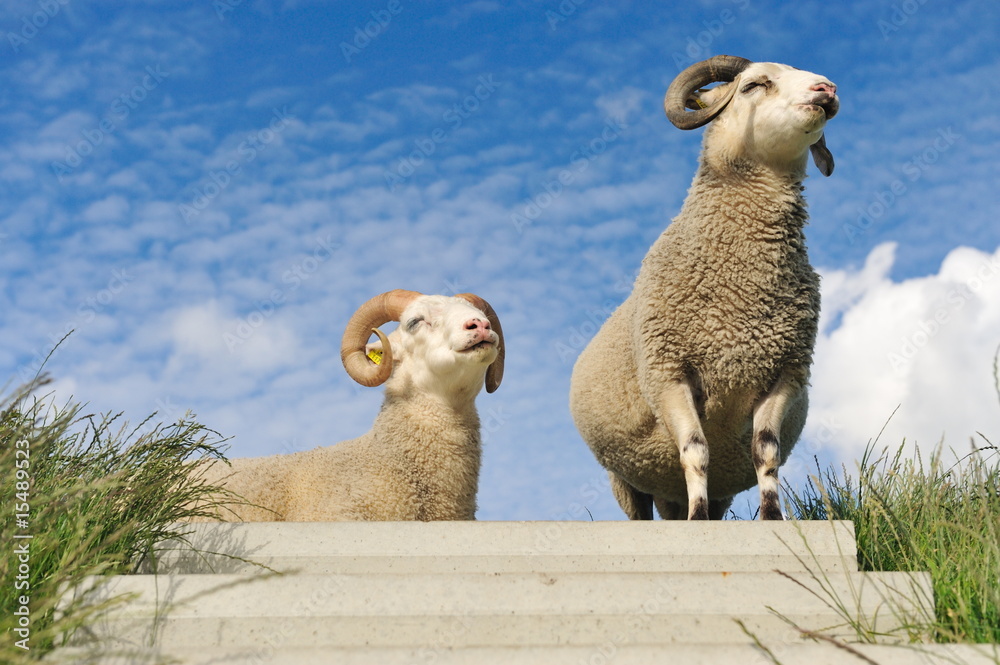 Obraz premium sheep on top of the dike
