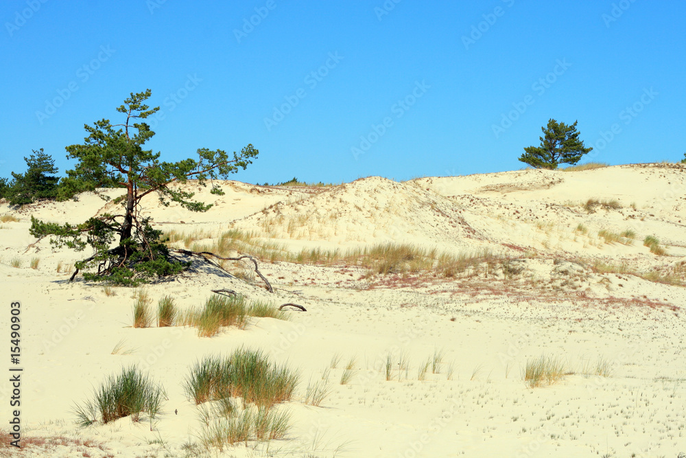 Sand dunes and trees at Leba - Poland