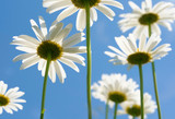 White daisies on blue sky background
