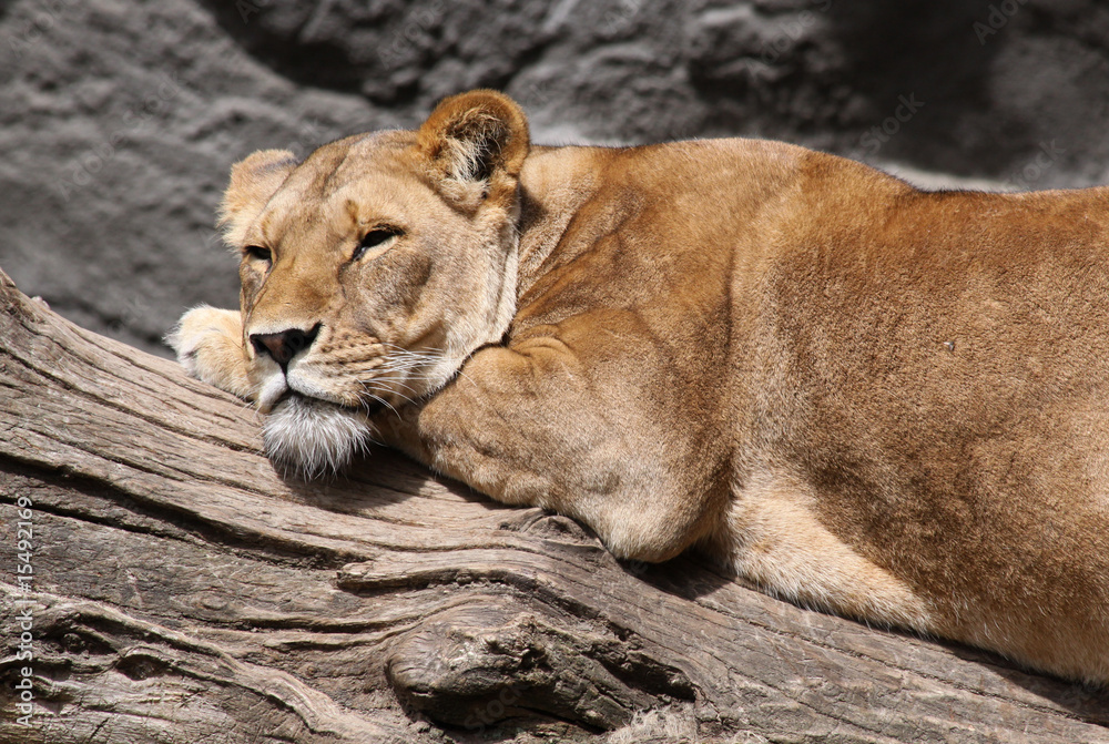 Naklejka premium Löwin
