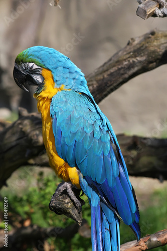 Blue and Yellow Macaw (Ara ararauna)