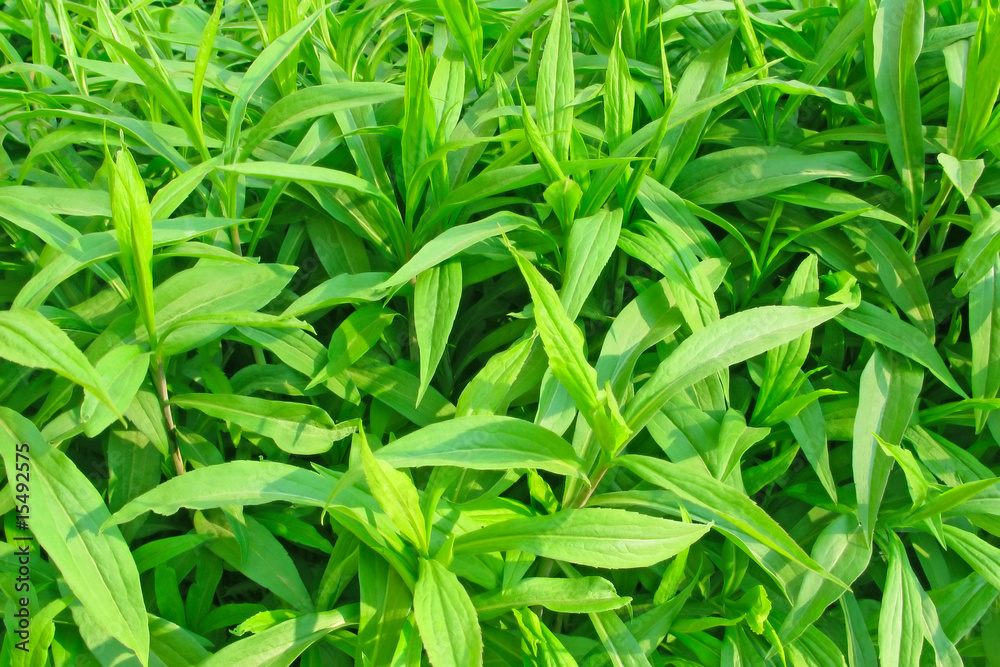 Green plants Green plants