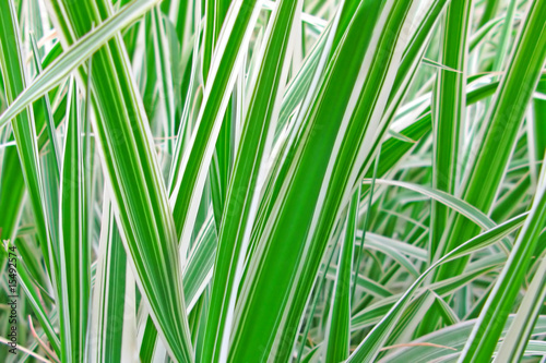 Fotografía Decorative grass