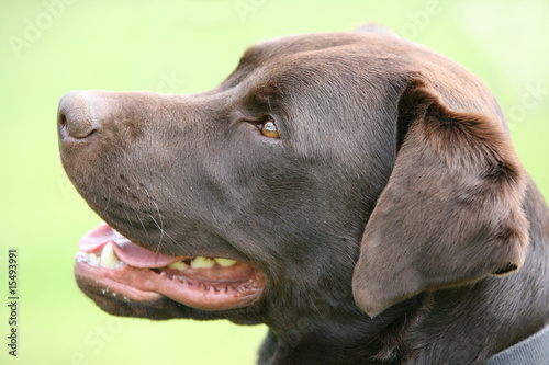 Chocolate Labrador Puppy © DogAcademy