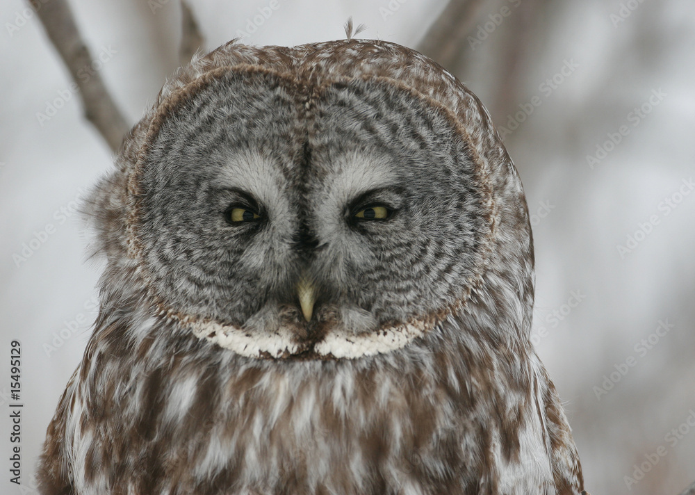 Fototapeta premium Great Gray owl Close up