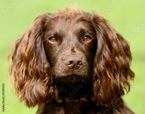 Obraz na płótnie Field Spaniel