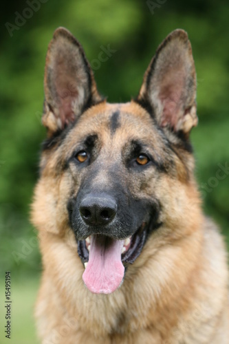 German Shepherd © DogAcademy