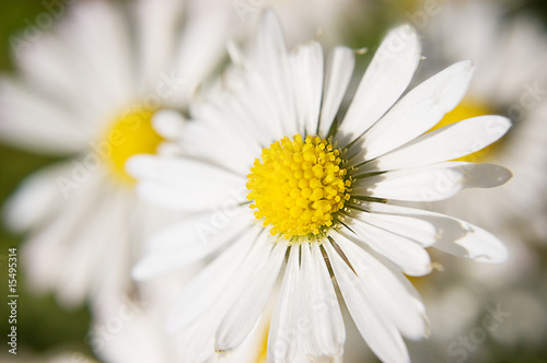 Some chamomile