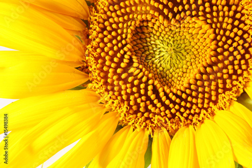 stamens in the form of heart on a sunflower
