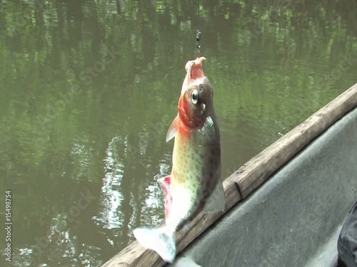 Piranha Fish caught in the Amazon