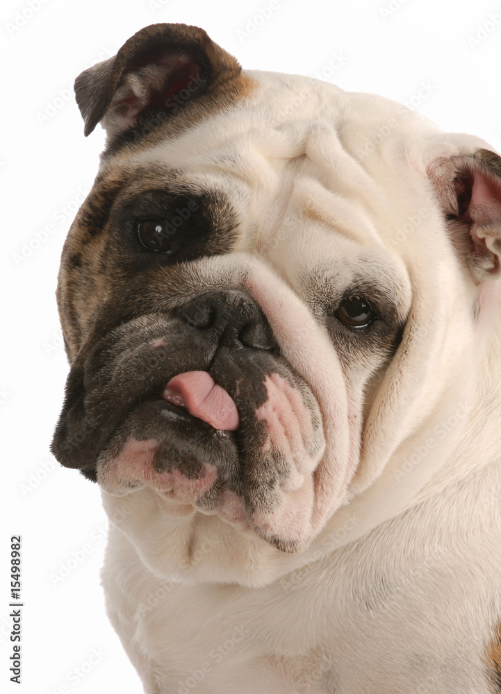 english bulldog with tongue sticking out english bulldog with tongue sticking out