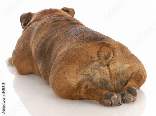 Fotografija bulldog from the backside