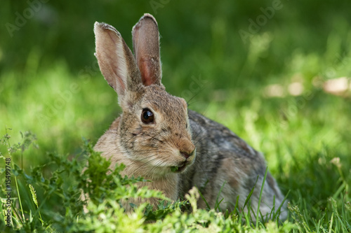 Wild Rabbit © Brenda Carson