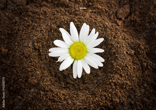 Photos new born daisywheel