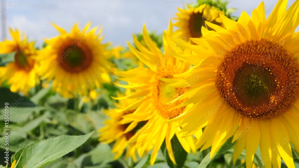 Tournesols Tournesols