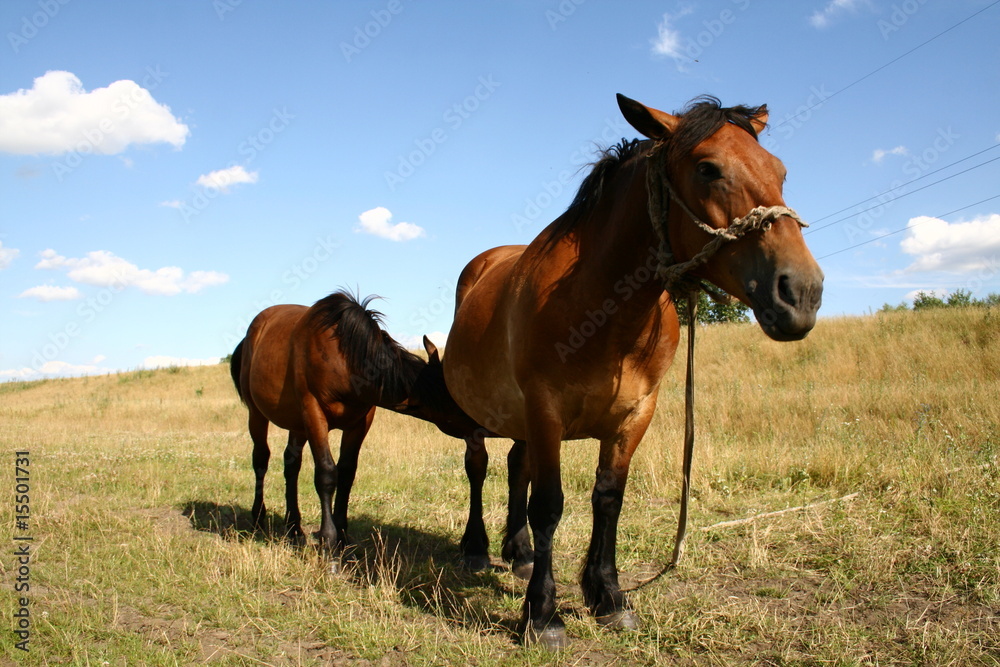 Fototapeta premium Mare and her young
