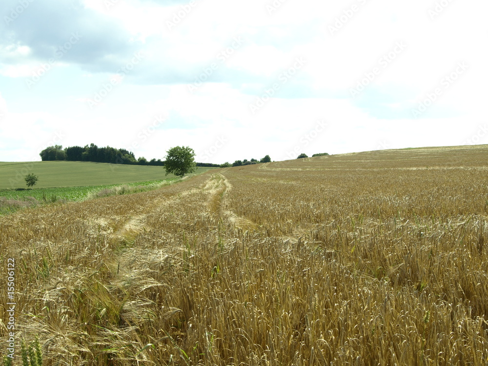 Fototapeta premium Feld