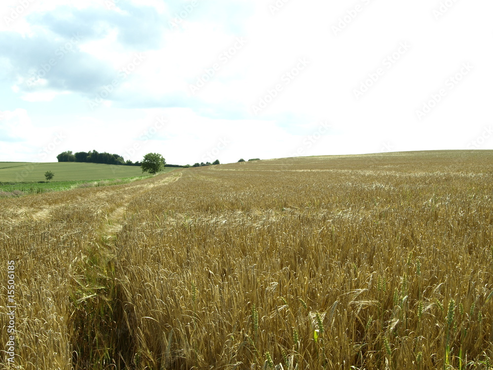 Obraz premium Feld