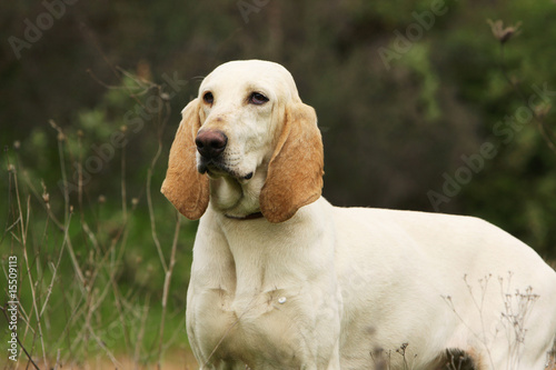 Obraz na płótnie chien porcelaine de trois quart debout dans l'herbe - fier w salonie