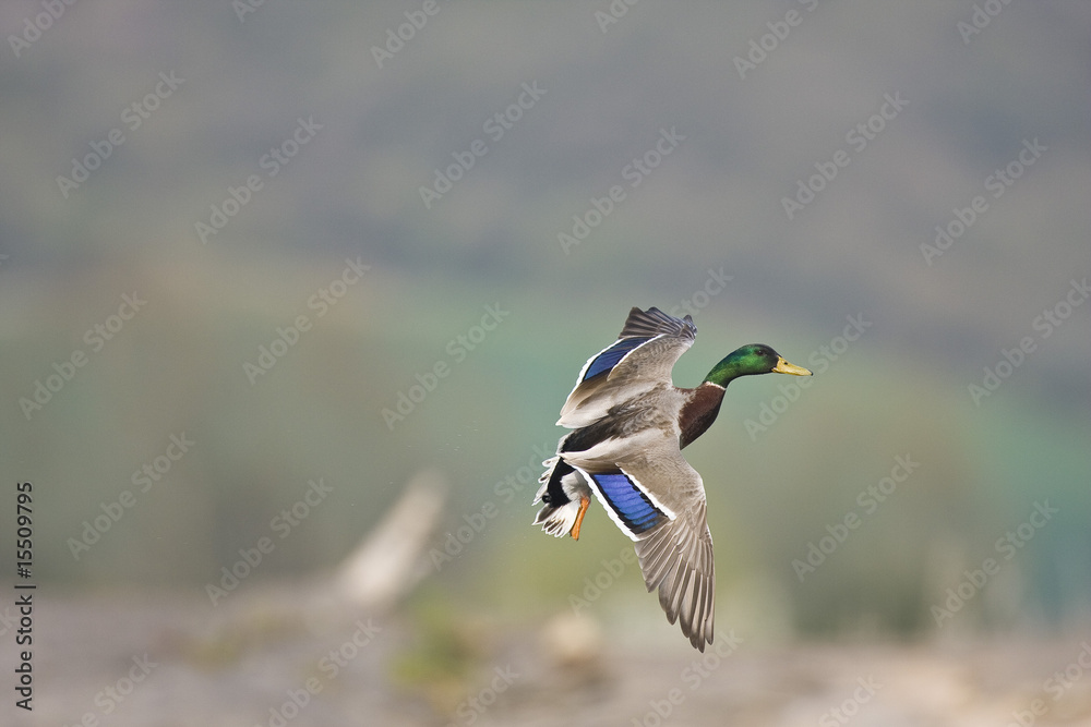 Obraz premium Canard colvert en vol