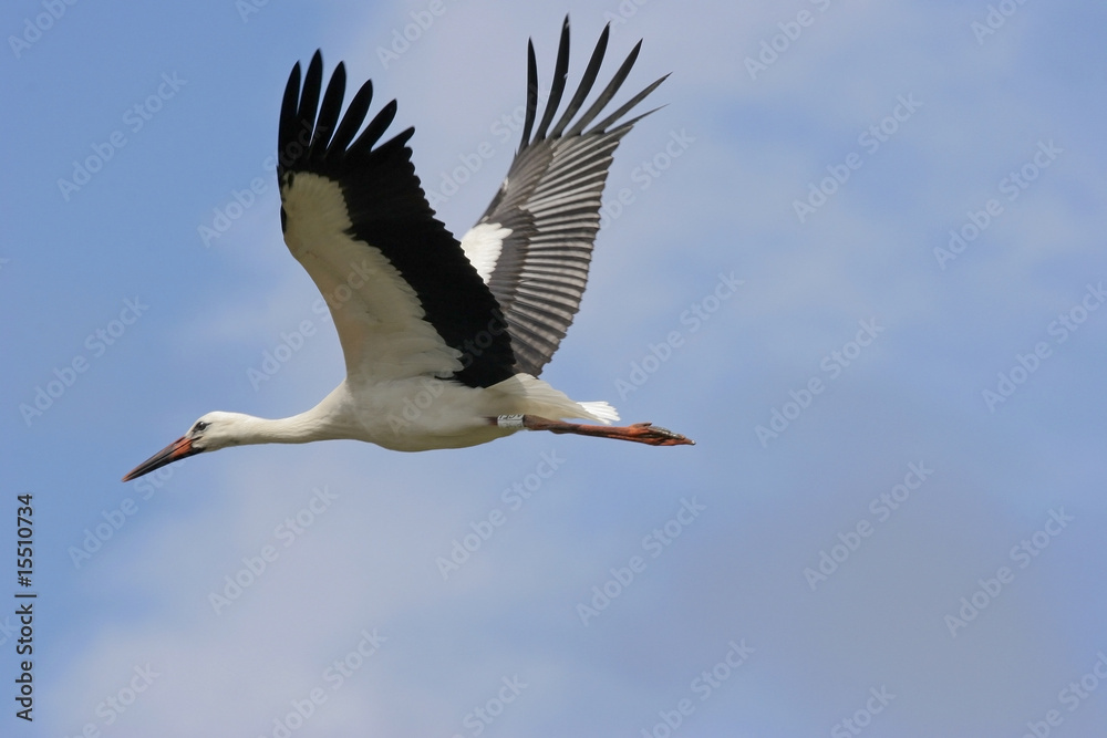 Cigogne Blanche En Vol Photos Adobe Stock Cigogne Blanche En Vol Photos Adobe Stock