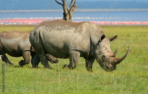Rhinoceros in the wild