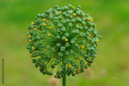 Blume mit Kugelförmigen Blüten photo