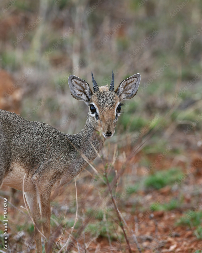 Kirk's Dik-dik Kirk's Dik-dik