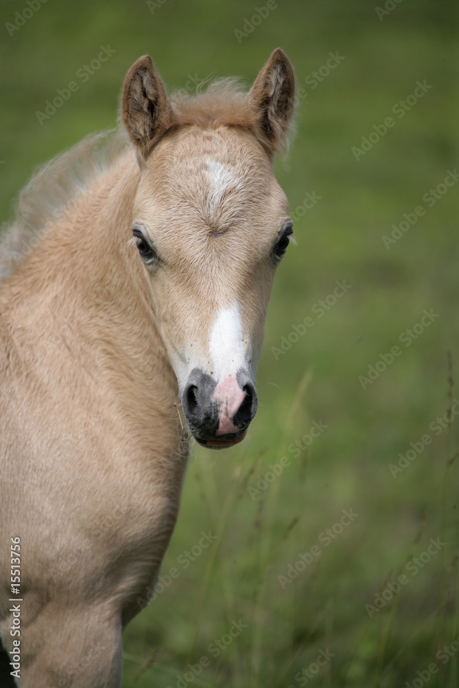 Beautiful Fawn Colored Foal Beautiful Fawn Colored Foal