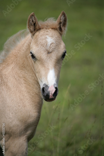 Beautiful Fawn Colored Foal