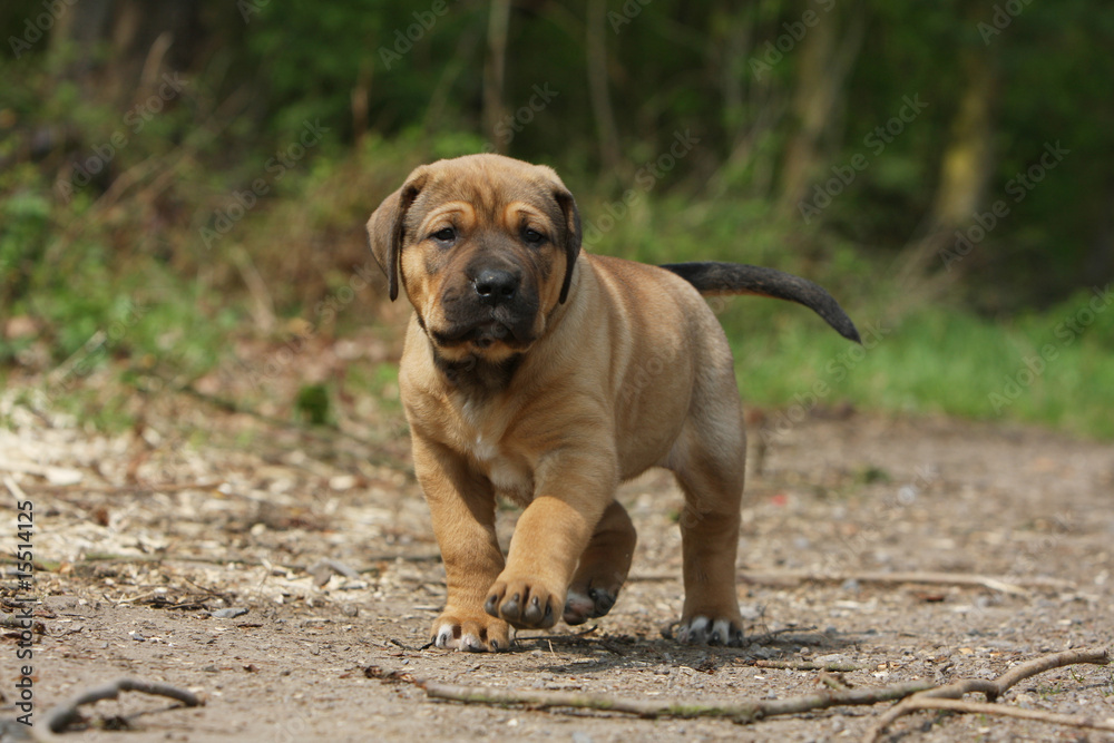 petit tosa inu marchant d'une manière pataude sur la route