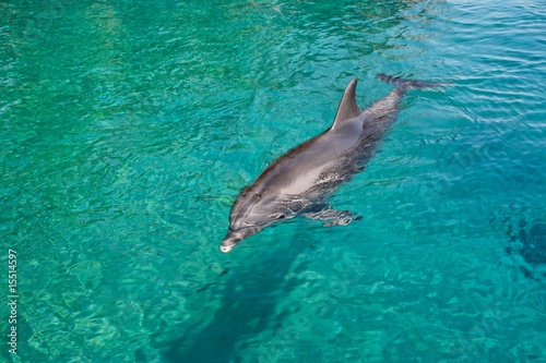 Bottlenose dolphin swims in the green sea