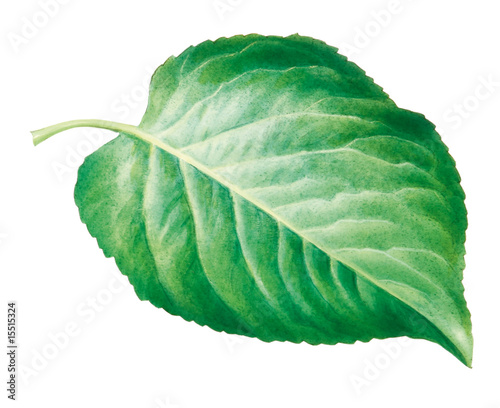 Apfelblatt