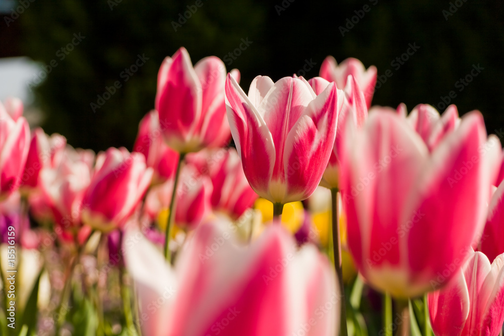 Obraz premium Garden