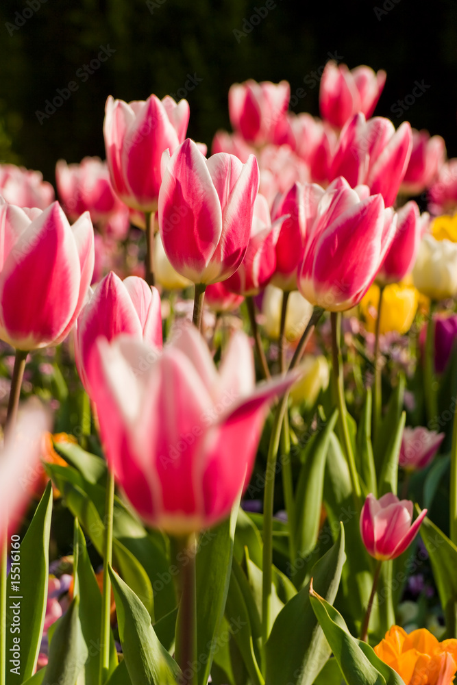 Obraz premium Garden