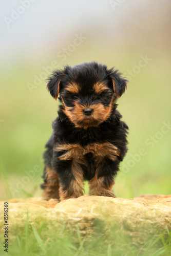 petit chiot yorkshire terrier debout immobile de face-pierre