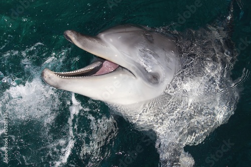 Dolphin Portrait