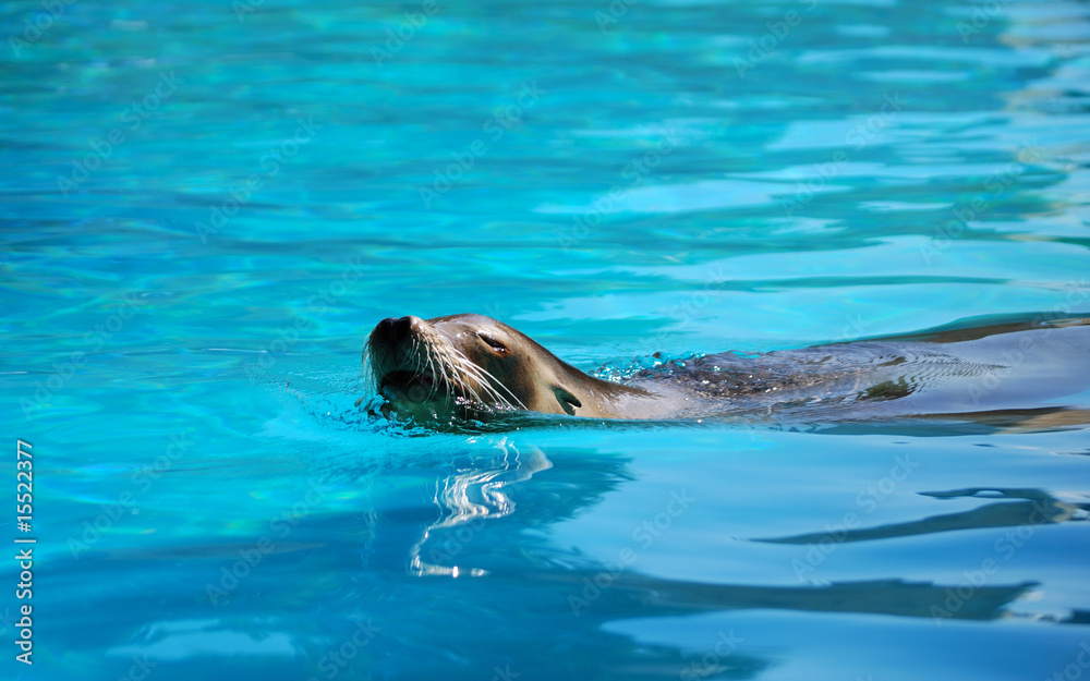 Fototapeta premium otarie nageant tête hors de l'eau