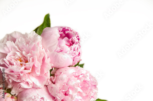 Pink Peony